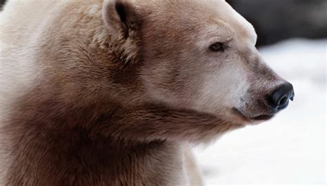 Grizzly Polar Bear Hybrids Spotted In Canadian Arctic