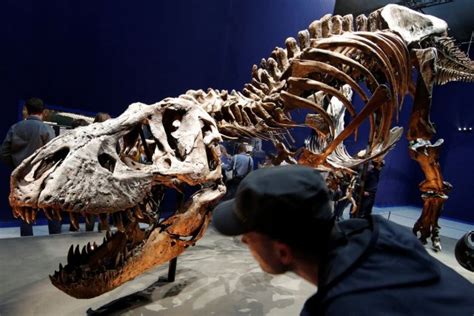 Can Scientists Tell Male And Female Dinosaurs Apart The National
