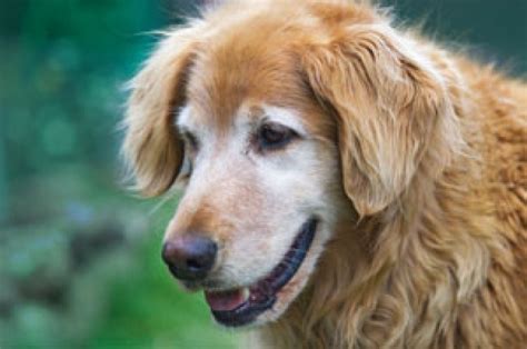 Other neurologic symptoms may include blindness, dizziness, seizures, disorientation, pacing, and aimless wandering. Holistic Approach to Cancer in Dogs | The Bark