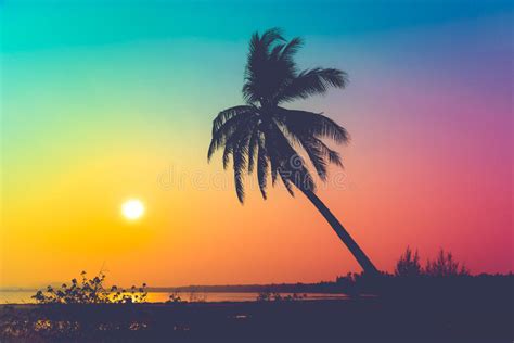 Silhouette Coconut Palm Trees On Beach At Sunset Stock