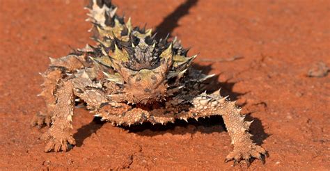 The 11 Weirdest Animals In Australia