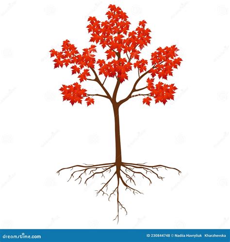 Sugar Maple Tree With Roots On A White Background Stock Vector