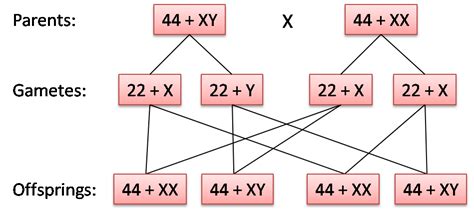 393 Sex Determination And The Occurrence Of Twins Spm Science