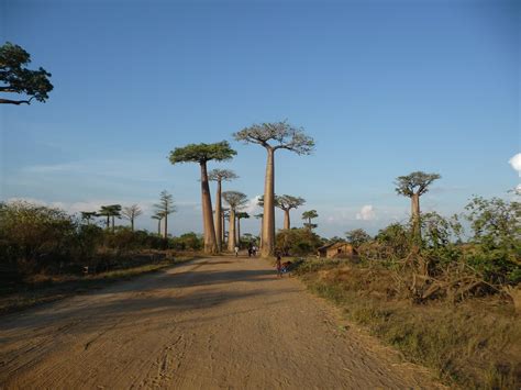 Madagascar Lallée Des Baobabs