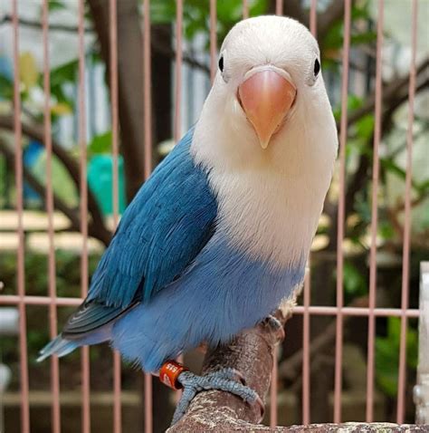 Blue Color Mutation On Lovebird — Steemit African Lovebirds Pretty