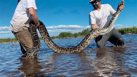 230 Snakes Taken From Everglades In Annual Florida Python Challenge