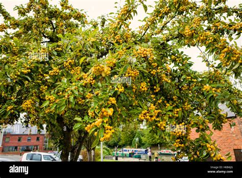 Golden Yellow Fruit On An Ornamental Crab Apple Tree Featuring In An