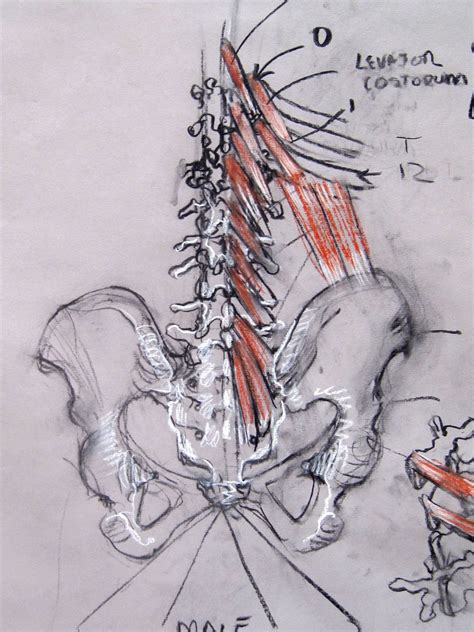 The Expressive Figure Multifidi And Inner Back Muscles