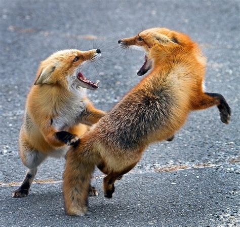 2 Clever Foxes Foxy Pinterest Foxes Red Fox And Red