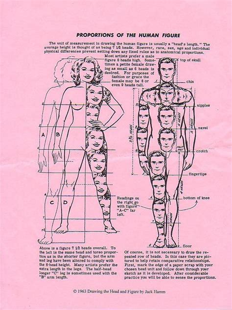 Body Proportions Anatomy Sketches Anatomy Drawing Anatomy Art Art