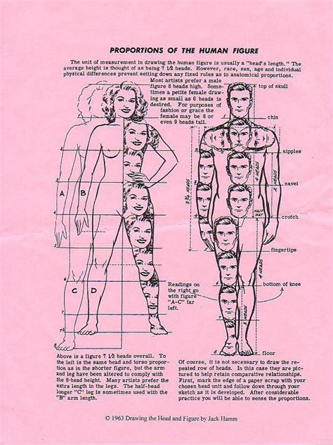 Body Proportions Drawing Body Proportions Drawings Body Proportions