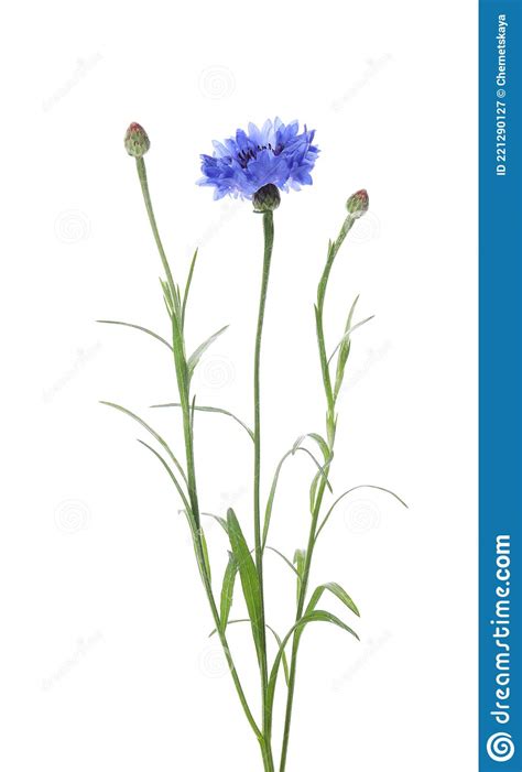 Beautiful Blooming Blue Cornflower Isolated On White Stock Image
