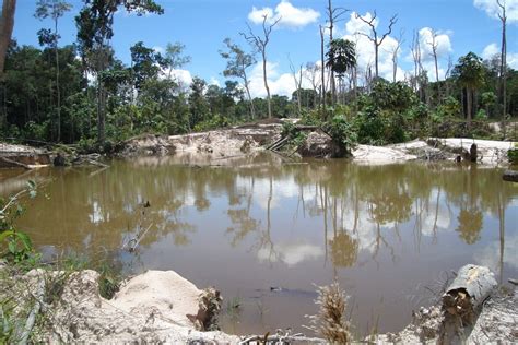 Notiaudio ONG denuncia deforestación de 750 hectáreas en el Parque