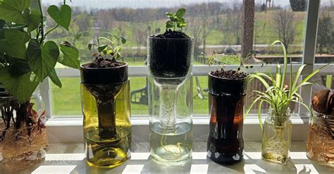 How To Make Self Watering Wine Bottle Planters Ever Harc