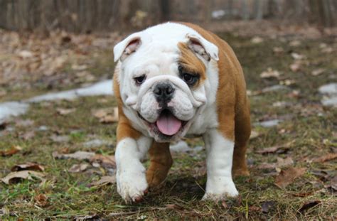 Find a english bulldog puppies on gumtree, the #1 site for dogs & puppies for sale classifieds ads in the uk. Cheap English Bulldogs For Sale In America