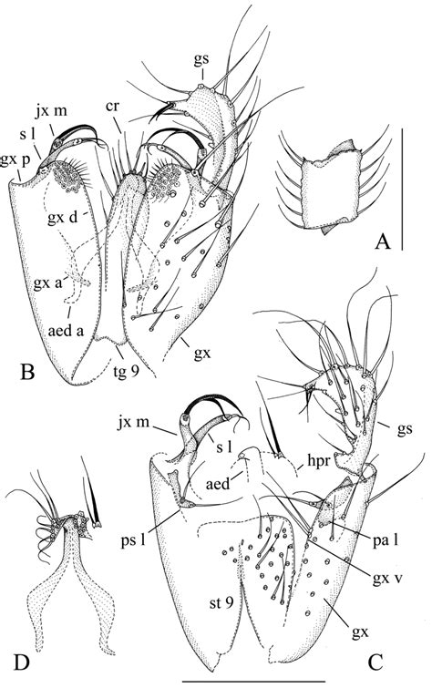 Manota Grootaerti Spn Holotype A Antennal Flagellomere 4