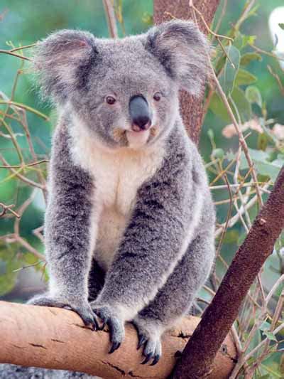 Koala Bears Crystalinks