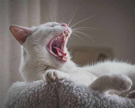 Close Up Photo Of Yawning Cat · Free Stock Photo