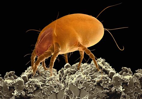 Dust Mite The Scanning Electron Microscope Sem Image Is Flickr