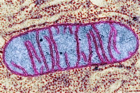 We did not find results for: Mitochondria: Power Producers in Cells