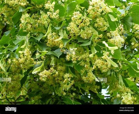 Linden Blossoms, Blossoming Linden Tree Stock Photo: 117672960 - Alamy