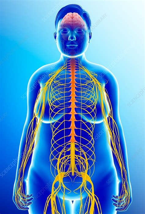 Female Nervous System Illustration Stock Image F0158697 Science