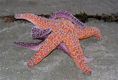Oh Mon Chéri Deep Sea Creatures Starfish Sea Animals