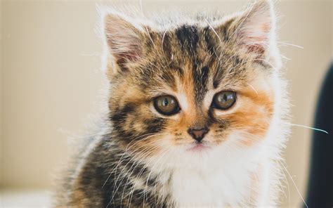 Download Wallpaper 3840x2400 Kitten Cat Cute Pet 4k Ultra Hd 1610