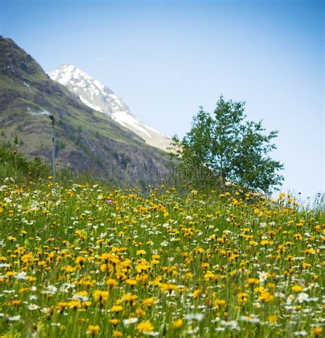 Panorama Field Flowers Swiss Alps Stock Images Download 2074 Royalty