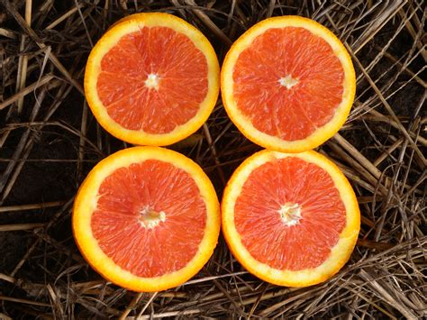 Orange Varieties For Western Australia Agriculture And Food