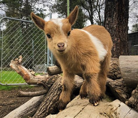Nigerian Dwarf Baby Goats For Sale In California Miniature Dairy Goats