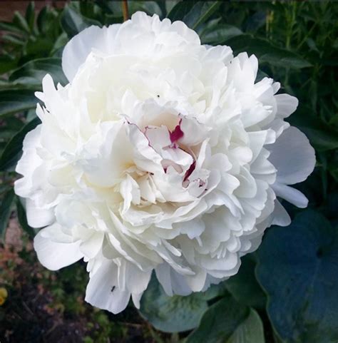 Types of herbaceous peonies include: 10 of the prettiest peony varieties to plant in your ...