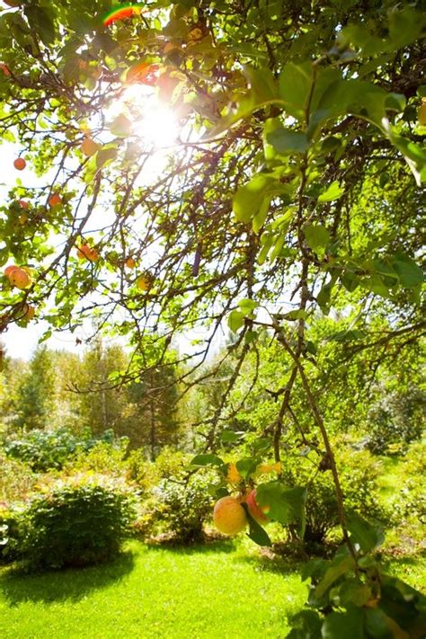 Apple Tree In A Garden With Sunlight Coming Through The Leaves Stock
