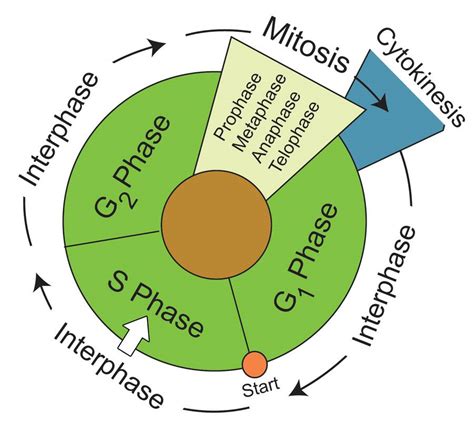 Cell Biology Mitosis Cell Cycle