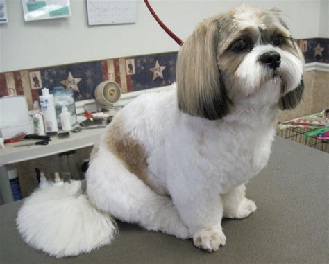 Top 6 Shih Tzu Haircuts Page 6 Of 6 Shih Tzu Haircuts