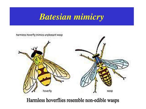 Batesian mimicry refers to the resemblance of a harmless or palatable species with that of a it is opposite to mullerian mimicry wherein dangerous, unpalatable, or poisonous species resemble one. PPT - VISUAL MIMICRY PowerPoint Presentation - ID:449765