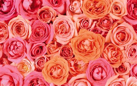 Aesthetic Rose Desktop Wallpapers Top Free Aesthetic