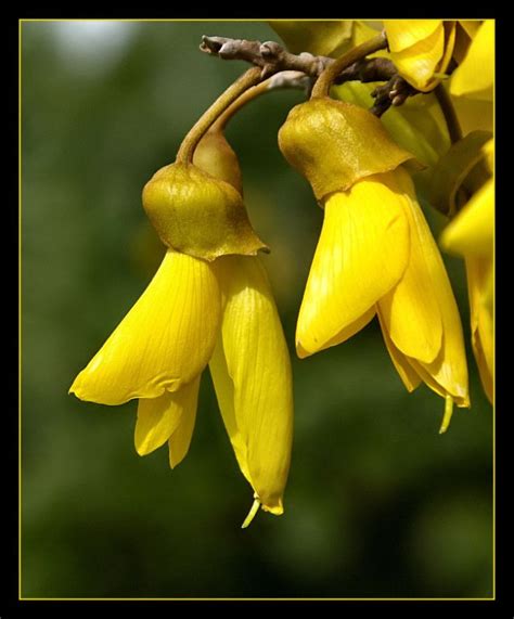 Teleflora has local florists who can deliver flowers to locations around new zealand including auckland, dunedin, christchurch, invercargill, tauranga, gisborne, napier, wellington and all over new zealand. Pin on World Flowers