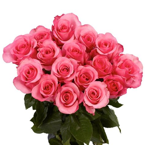 Globalrose Fresh Hot Pink Color Roses 250 Stems Hot Lady 250 The