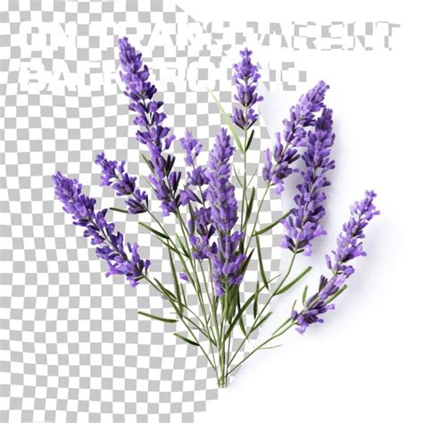 Premium Psd Lavender Flowers Isolated On Transparent Background