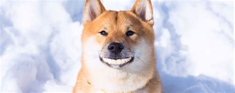 Top 10 Most Iconic Doge Memes Doge Meme Exodus