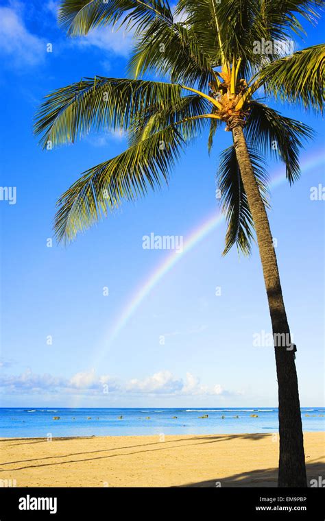 Hawaii Oahu Honolulu Ala Moana Beach Park Palm Tree And Rainbow