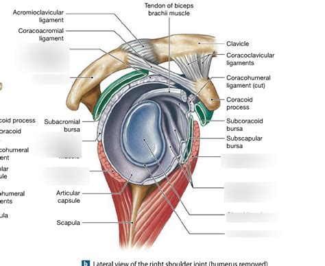 Lateral View Of The Right Shoulder Joint Diagram Quizlet