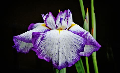 Purple And White Iris Photograph By Linda Brown Fine Art America
