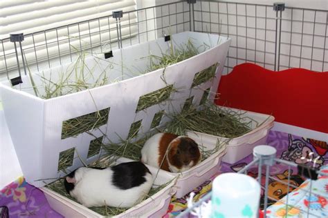 I previously made a hay rack for bao bao & luna with two nic panels and decided this past weekend that squishy needed his own to keep the hay wastage down as well as make it easier to track his hay consumption. Pin on NU GUINEAs