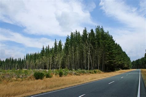 New Zealand Pine Tree Forest Sh 30 Artyfx Flickr