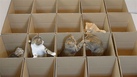 Cat Gang Couldnt Be Happier With Their Cardboard Maze Paws Planet