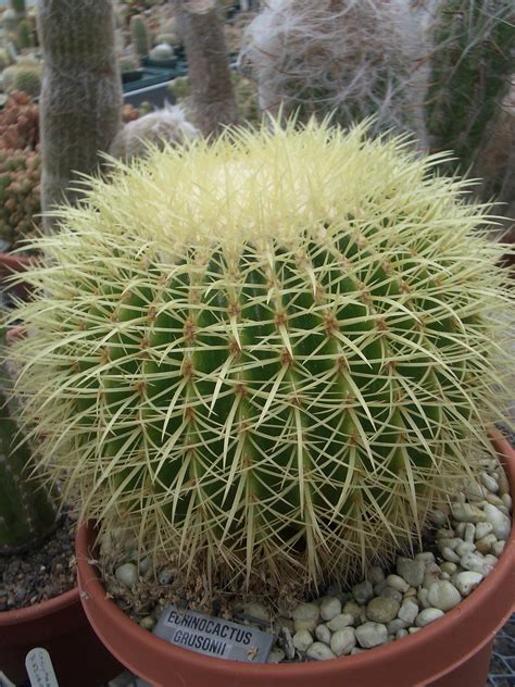 Round Cactus Image 576x768 Pixels