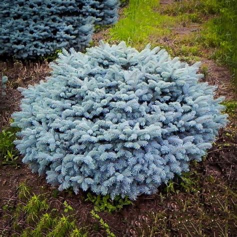 Dwarf Colorado Blue Spruce Trees For Sale The Tree Center