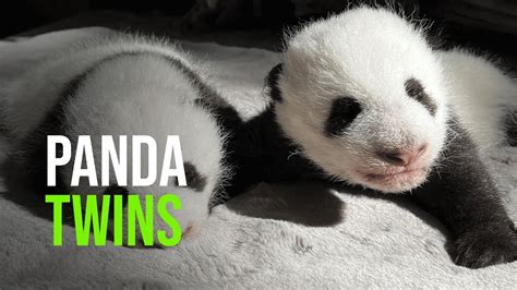 Watch Panda Twins Grow Before Your Eyes At Madrid Zoo Youtube